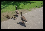 Kent - Leeds Castle -05-06-2014 - Bogdan Balaban